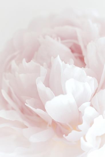 Peony 05