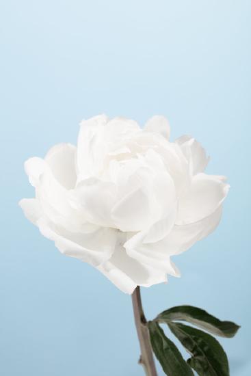 Peony_1