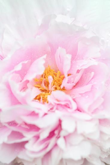 Peony_6