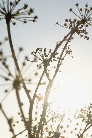 Beach flowers_001