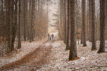 Red Pine Forest