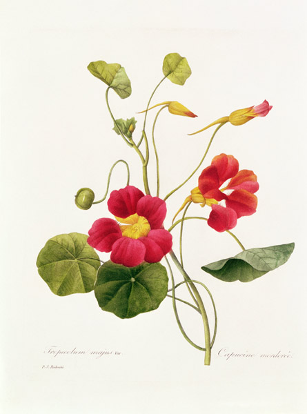 Nasturtium / Redouté od Pierre Joseph Redouté