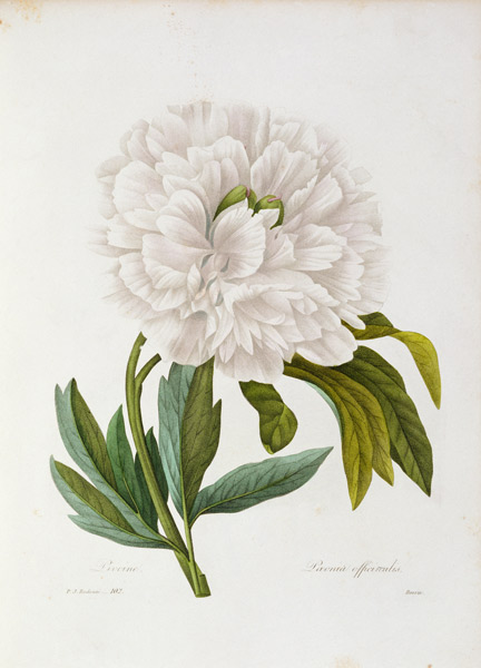 Peony / Redouté od Pierre Joseph Redouté