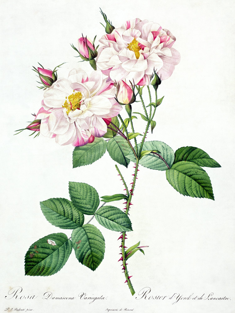 Rosa damascena variegata (York and Lancaster rose), engraved by Bessin, from 'Les Roses' od Pierre Joseph Redouté