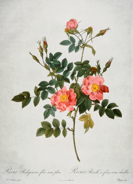 Rosa Rubiginosa Flore Semi-Pleno od Pierre Joseph Redouté