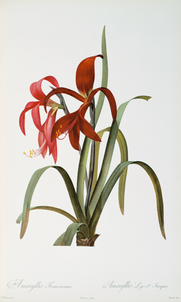 Amaryllis Formosissima, from `Les Liliacees' od Pierre Joseph Redouté
