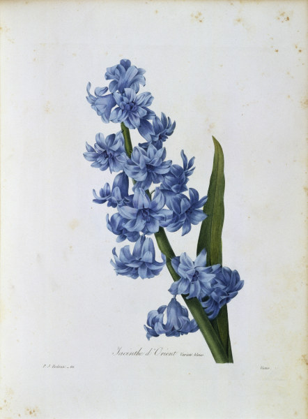 Hyacinth / Redouté od Pierre Joseph Redouté