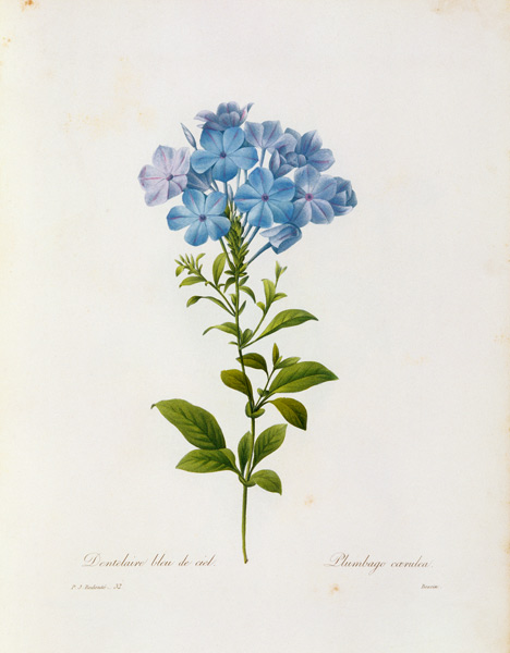 Leadwort / Redouté od Pierre Joseph Redouté