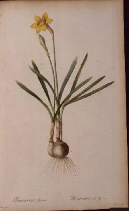 Narcissus Gouani, from `Les Liliacees' od Pierre Joseph Redouté