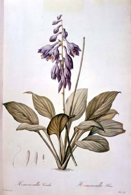 Plantain Lily od Pierre Joseph Redouté