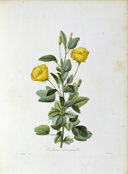Redutea heterophylla / Redouté od Pierre Joseph Redouté