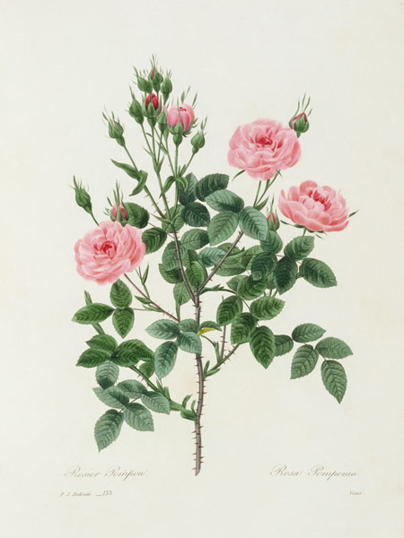 Rosa Pomponia / Redouté 1835 od Pierre Joseph Redouté