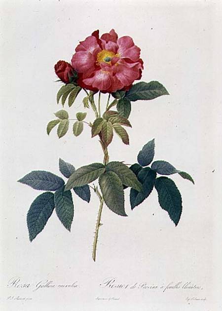 Rosa Gallica Caerulea od Pierre Joseph Redouté
