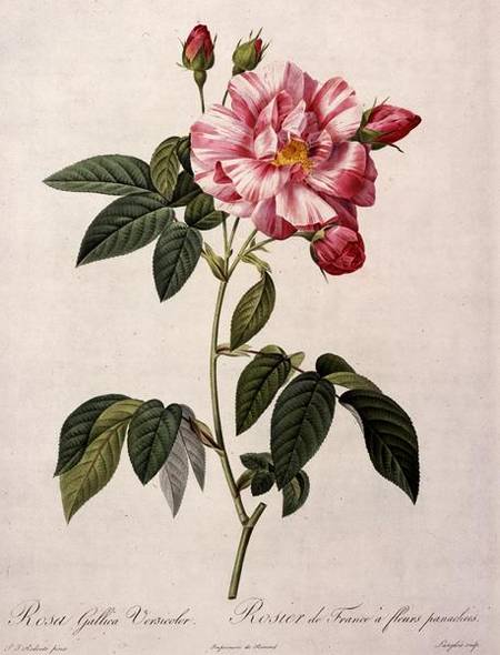 Rosa gallica versicolor (French rose), engraved by Langlois, from 'Les Roses' od Pierre Joseph Redouté