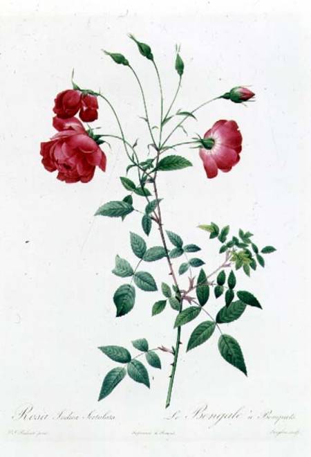 Rosa Indica Sertulata od Pierre Joseph Redouté