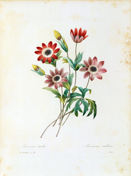 Star anemone / Redouté od Pierre Joseph Redouté