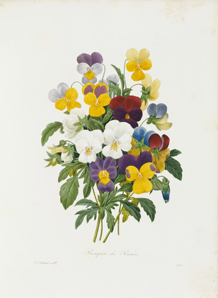 Pansy / Redouté od Pierre Joseph Redouté