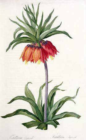 Fritillaria Imperialis from, `Les Lilacees'