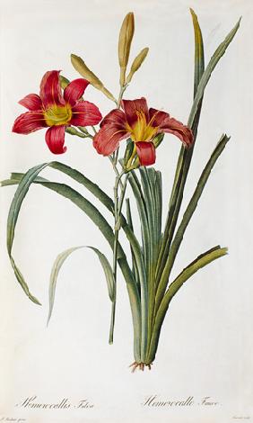 Hemerocallis fulva, from `Les Liliacees'