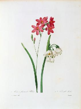 Ixia / Redouté