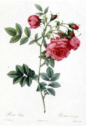 Rosa Pimpinellifolia Flore Variegato