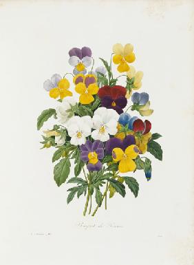 Pansy / Redouté