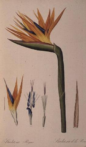 Strelitzia Reginae, from 'Les Strelitziacees'