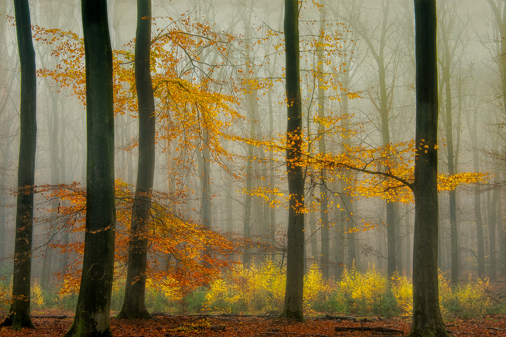 The latest autumn colors ............. od Piet Haaksma