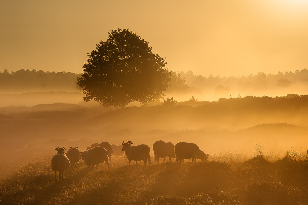 Golden sunrise ......... od Piet Haaksma