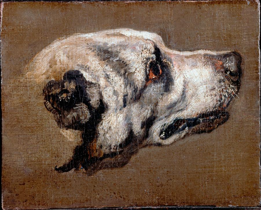 Kopf eines Hundes od Pieter Boel