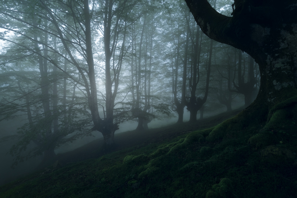 Foggy forest od Pilar Hm