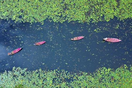 Satla,The Largest Waterlily Village