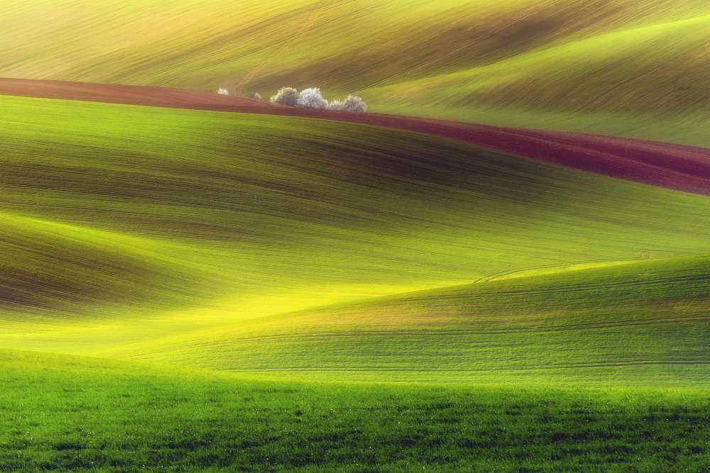 Golden fields od Piotr Krol (Bax)