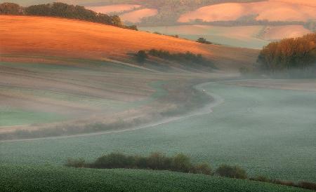 in the morning mist