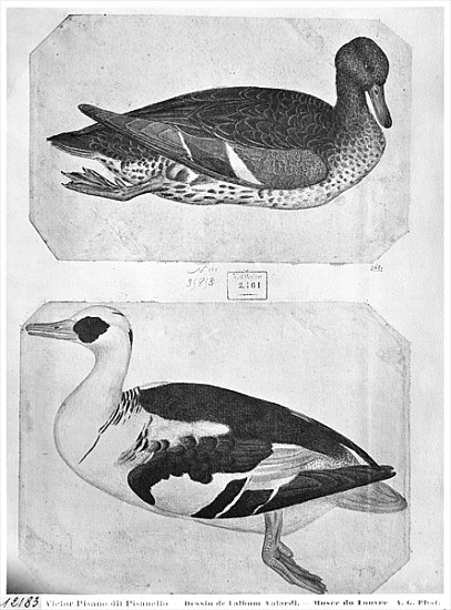 Ducks, from the The Vallardi Album (pen, ink & w/c on paper) od Pisanello