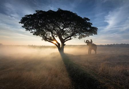 Saluting the Rising Sun