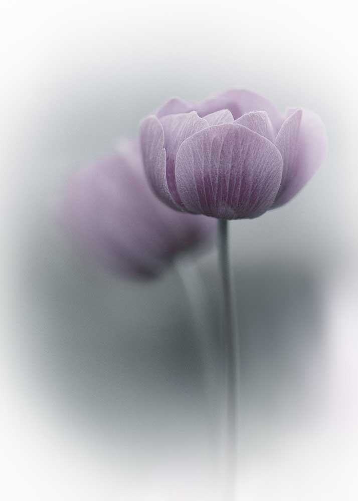 Purple Tulip od Purple Bamboo