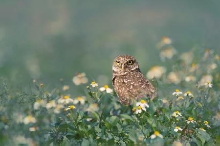 Burrowing Owl