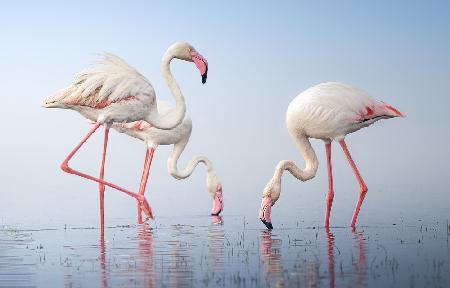 Greater Flamingos