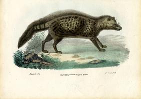 African Civet