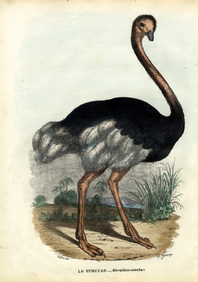 African Ostrich od Raimundo Petraroja