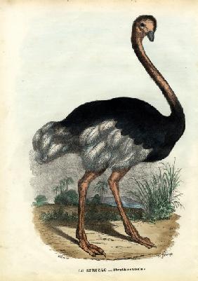 African Ostrich