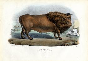 Aurochs