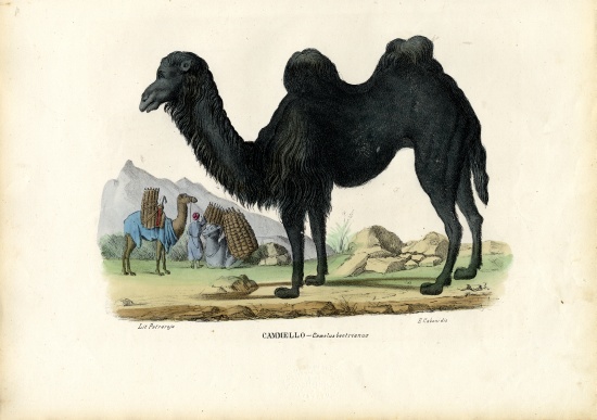 Bactrian Camel od Raimundo Petraroja