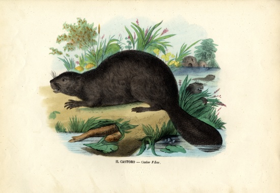 Beaver od Raimundo Petraroja