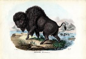 Bison