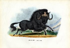 Black Wildebeest