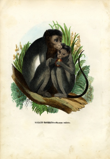 Bonnet Monkey od Raimundo Petraroja