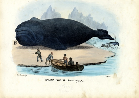 Bowhead Whale od Raimundo Petraroja