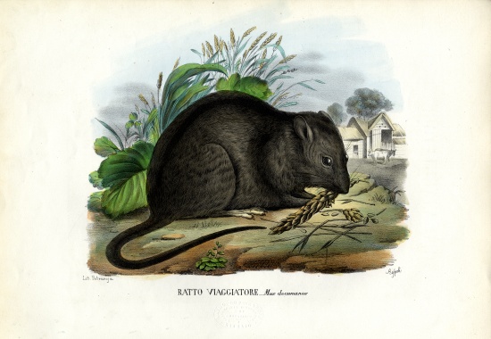 Brown Rat od Raimundo Petraroja